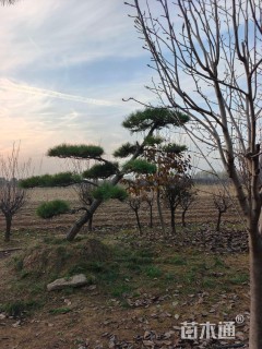 高度120厘米黑松