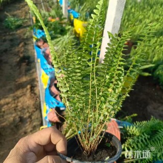 高度30厘米肾蕨