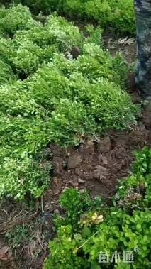 高度50厘米瓜子黄杨小苗