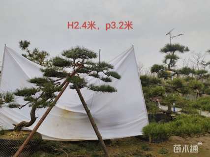 13公分造型黑松