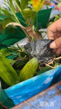 裸干高30厘米矮棕竹