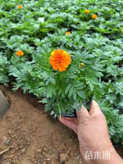 高度20厘米孔雀草