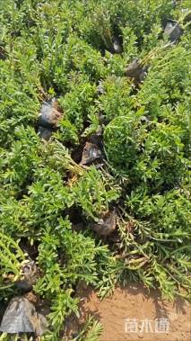 高度15厘米三七景天