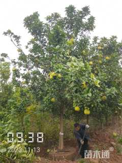 10公分柚子树