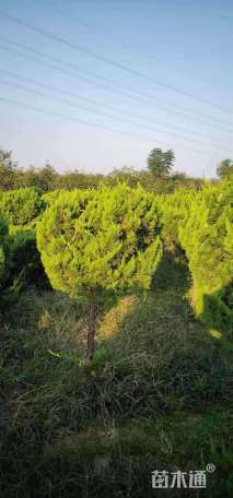 冠幅150厘米龙柏球