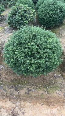 冠幅100厘米龟甲冬青球