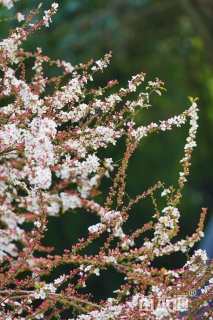 高度60厘米喷雪花