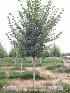 2公分欧洲小叶椴