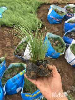 野牛草