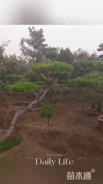 10公分造型赤松