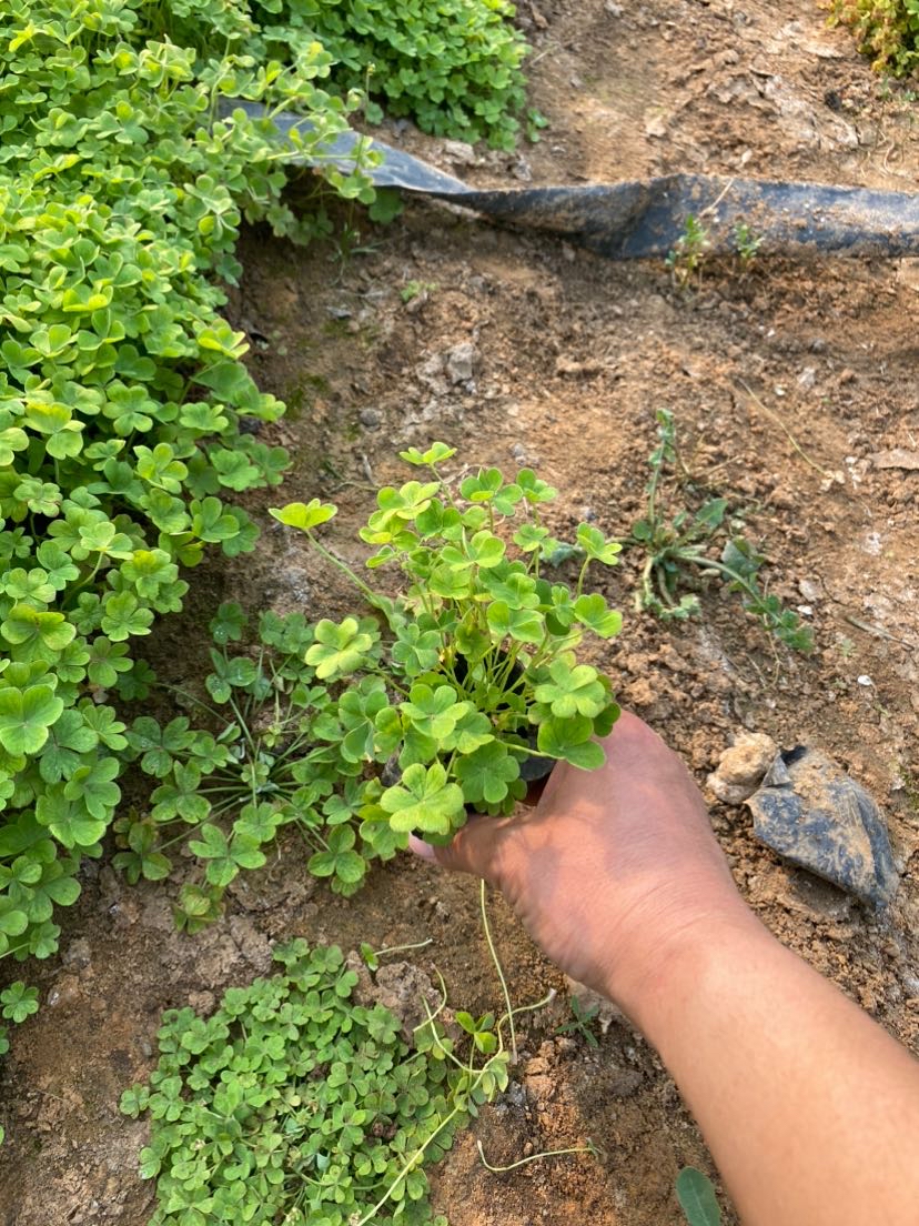 高度20厘米红花酢浆草