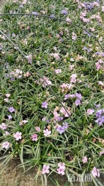 高度20厘米翠芦莉