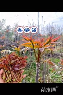 高度40厘米香椿小苗