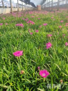 高度10厘米欧石竹