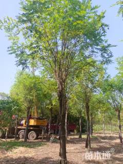 13公分金叶刺槐