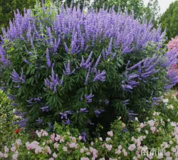 高度120厘米穗花牡荆