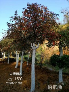 高度200厘米陕西卫矛