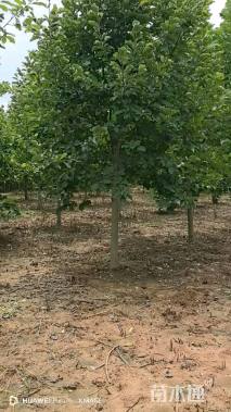 12公分二乔玉兰