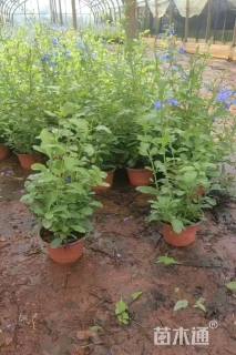 高度20厘米黄金菊