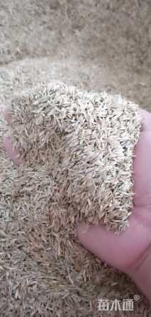 亦运林篆高羊茅种子