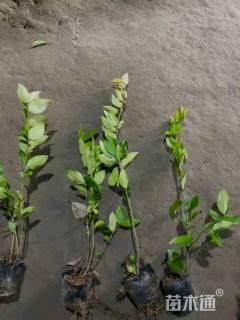 高度25厘米金森女贞