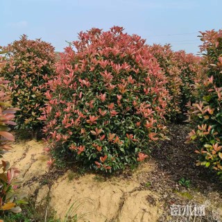 冠幅200厘米红叶石楠球