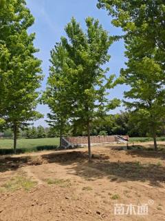 15公分美国红枫