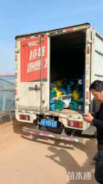 高度50厘米香根草