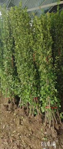 高度150厘米北海道黄杨