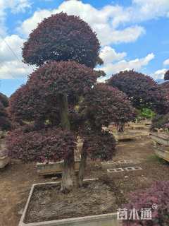 高度250厘米红花继木