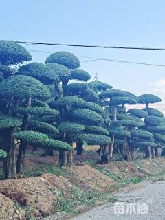 58公分造型对节白蜡