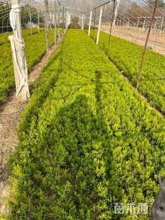 高度15厘米小龙柏