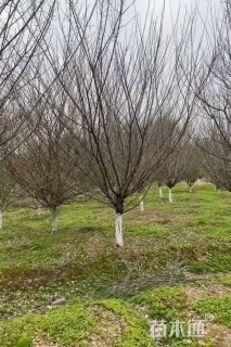 12公分骨里红梅