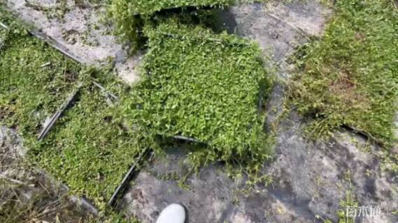 高度3厘米姬岩垂草