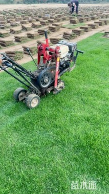 草卷状百慕大草