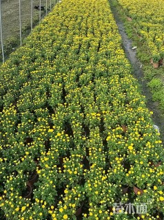 高度30厘米国庆菊