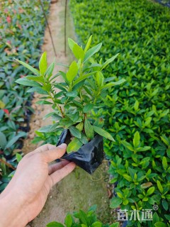 高度18厘米毛鹃