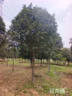 15公分高杆桂花