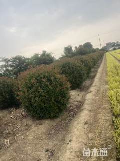 15公分红叶石楠