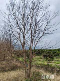 10公分(3杆)丛生乌桕