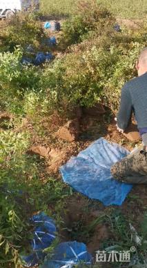 高度80厘米珍珠绣线菊