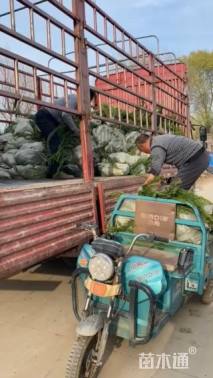 高度46厘米小龙柏