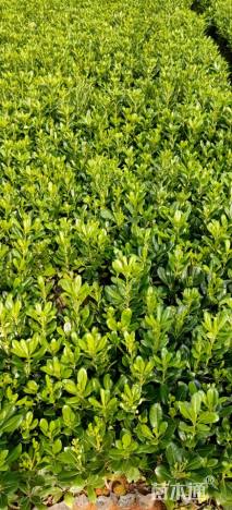 高度25厘米海桐