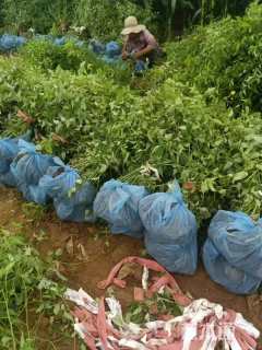 高度50厘米棣棠