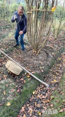 高度300厘米红花紫薇