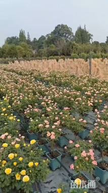 高度80厘米月季