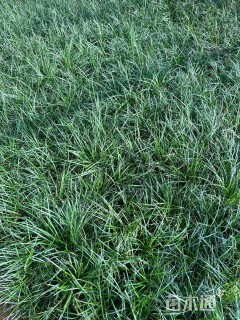 高度35厘米沿阶草