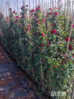 60厘米藤本月季