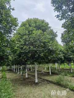 15公分大叶女贞