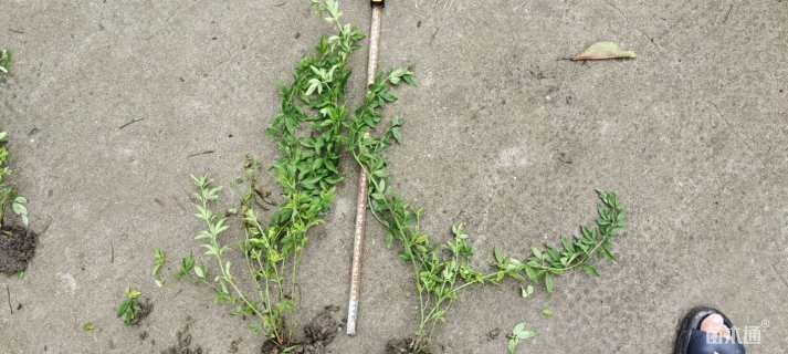 高度60厘米云南黄馨